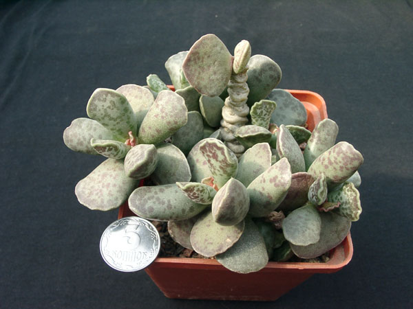 Adromischus cooperi (96 відвідувань) Adromischus cooperi