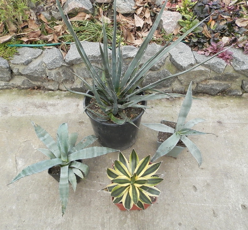Agave (2830 відвідувань) Фото и растения Ивановой Елены (Киев) Agave