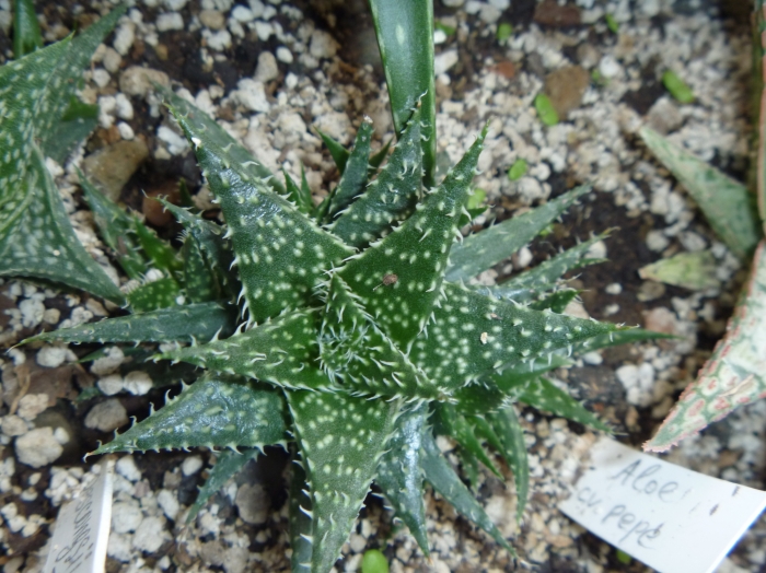 Aloe cv Pepe Archis FG (2289 відвідувань) Aloe cv Pepe Archis FG