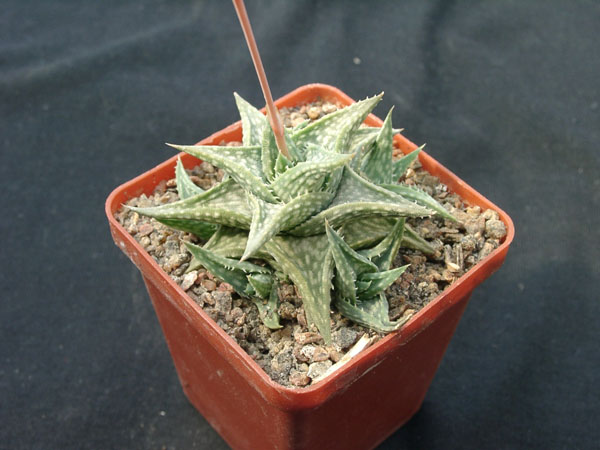 Aloe descongsii (2223 відвідувань) Aloe descongsii
