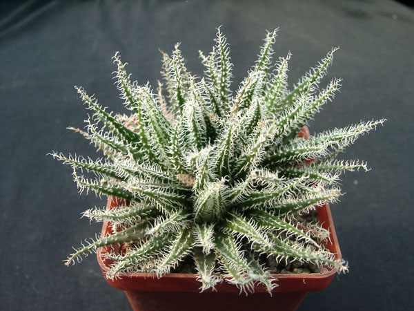 Aloe hawortioides (2109 відвідувань) Aloe hawortioides