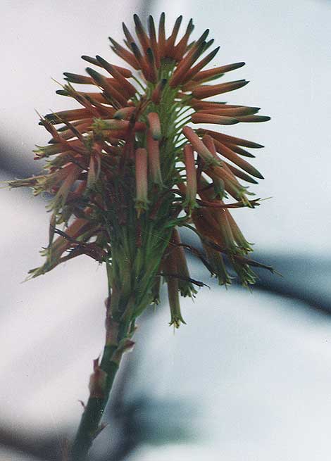 Aloe arborescens (2490 відвідувань) Фото Марины Николаевны Гайдаржи (Киев). Растение из кие... Aloe arborescens