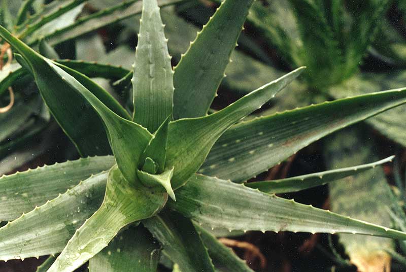 Aloe chabaudii (2443 відвідувань) Фото Марины Николаевны Гайдаржи (Киев). Растение из кие... Aloe chabaudii