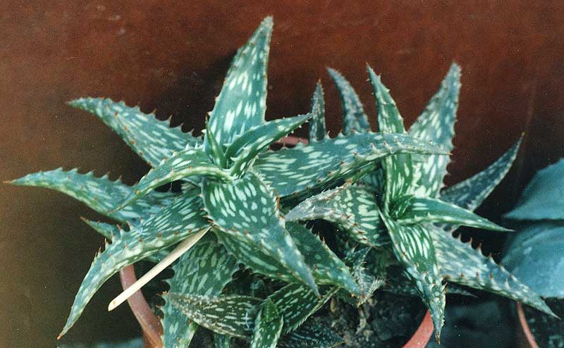 Aloe jucunda (2491 відвідувань) Фото Марины Николаевны Гайдаржи (Киев). Растение из кие... Aloe jucunda