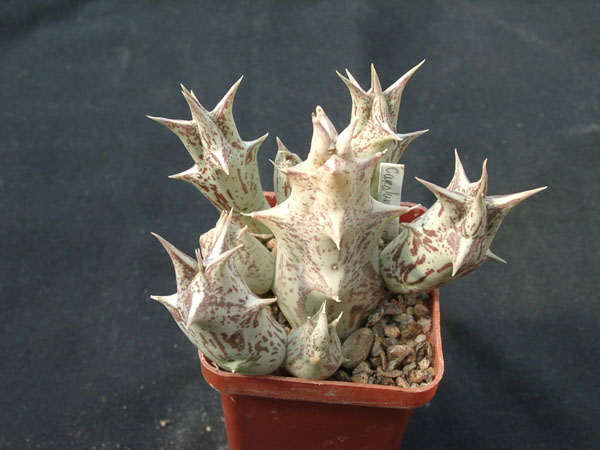 Caralluma dummeri (2151 відвідувань) Caralluma dummeri