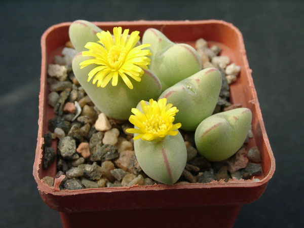 Conophutum_cordatum.jpg