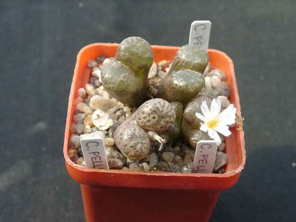 Conophutum_pellucidum.jpg