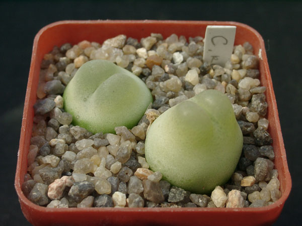 Conophutum_ratum.jpg