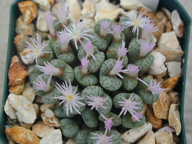 Conophytum_obcordellum_v__ceresianum.JPG