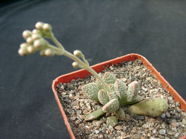 Crassula_ausensis_v_titanopsis.jpg