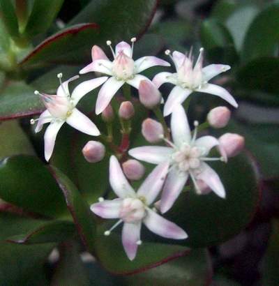 Crassula_portulacea_FG_Iv.jpg