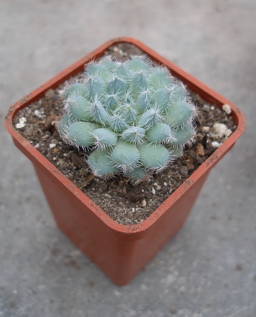 Echeveria harmsii1 Ketsko-photo Ivanova 001 (2031 відвідувань) Echeveria harmsii1 Ketsko-photo Ivanova 001