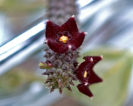 Echidnopsis repens (2423 відвідувань) Echidnopsis repens