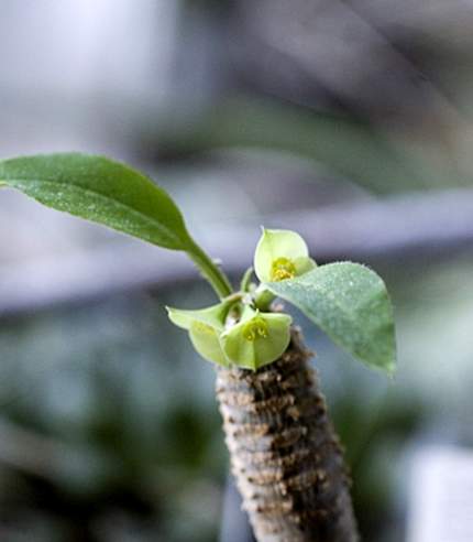 Euphorbia ankarensis Marek FG (1871 відвідувань) Euphorbia ankarensis Marek FG
