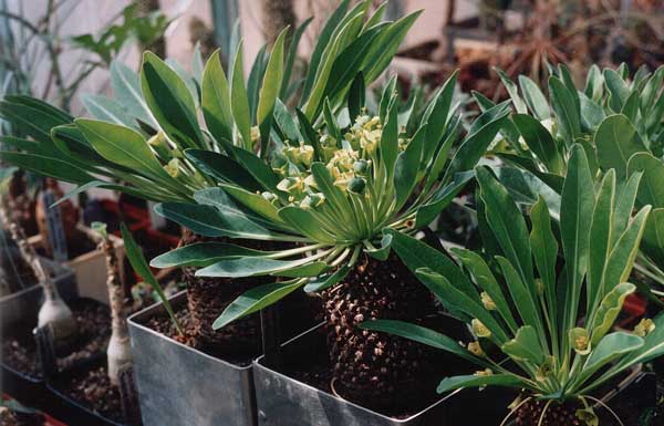 Euphorbia bupleurifolia (2608 відвідувань) Фото и растение Александра и Сергея Червинко (Винница)... Euphorbia bupleurifolia