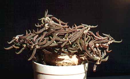 Euphorbia cylindrifolia (2605 відвідувань) Фото и растение Александра и Сергея Червинко (Винница)... Euphorbia cylindrifolia