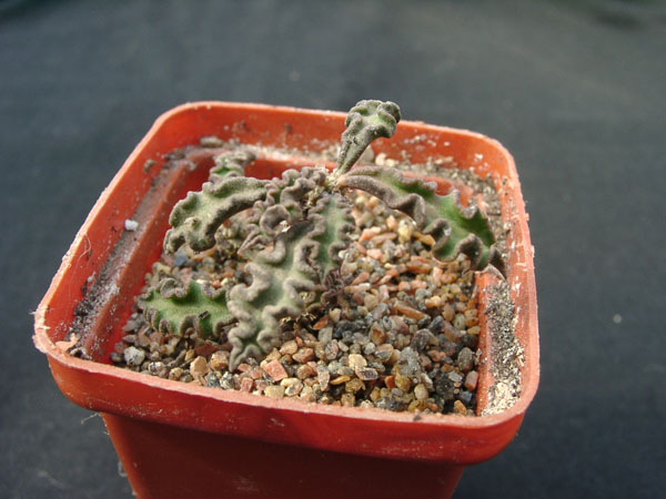 Euphorbia decaryi (2550 відвідувань) Фото и растение Александра и Сергея Червинко (Винница)... Euphorbia decaryi