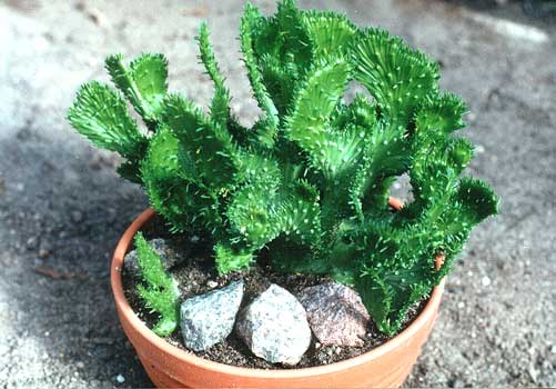 Euphorbia f. cristata (2469 відвідувань) Фото и растение Татьяны Кецко (Киев)
Euphorbia f. cristata