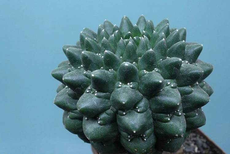 Euphorbia_gymnocalycioides_001.JPG