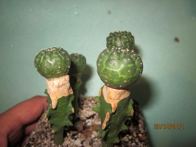 Euphorbia gymnocalycioides 002 (1727 відвідувань) Euphorbia gymnocalycioides 002