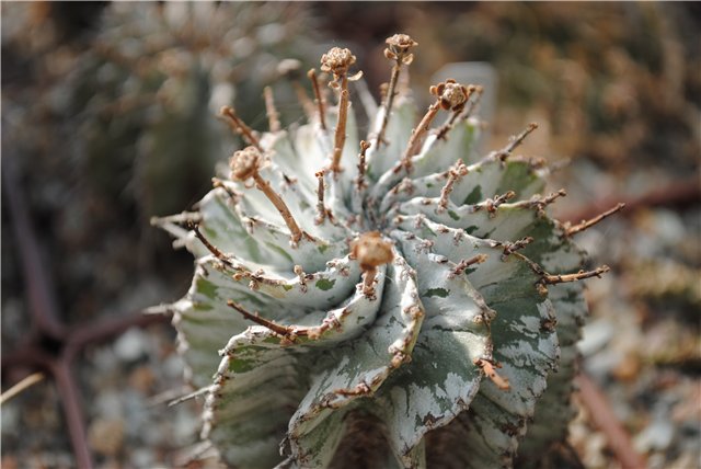 Euphorbia horrida var alba (1620 відвідувань) Euphorbia horrida var alba