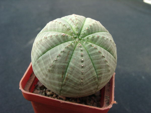 Euphorbia obesa (153 відвідувань) Euphorbia obesa