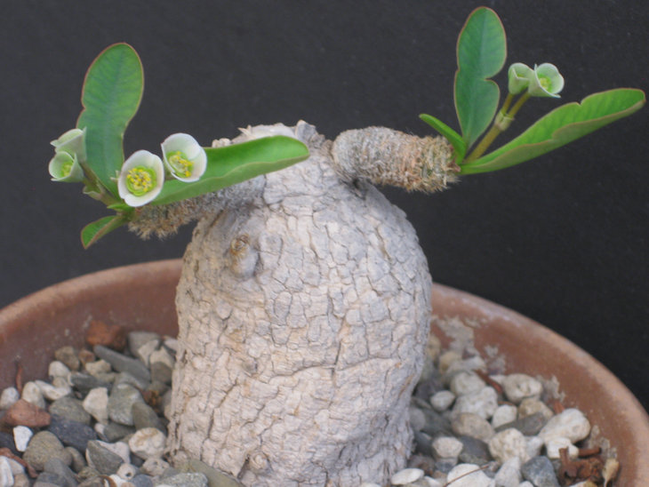 Euphorbia_primulifolia_var__begardii.jpg