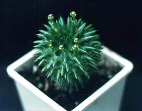 Euphorbia susannae (2404 відвідувань) Фото и растение Червинко Александра и Cергея (Винница)
... Euphorbia susannae