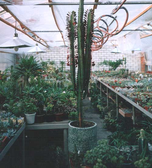 Euphorbia trigona f. rubra (2544 відвідувань) Фото и растение Татьяны Кецко (Киев)
Euphorbia trigona f. rubra