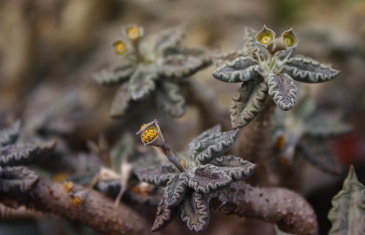 Euphorbia tulearensis (1652 відвідувань) Euphorbia tulearensis