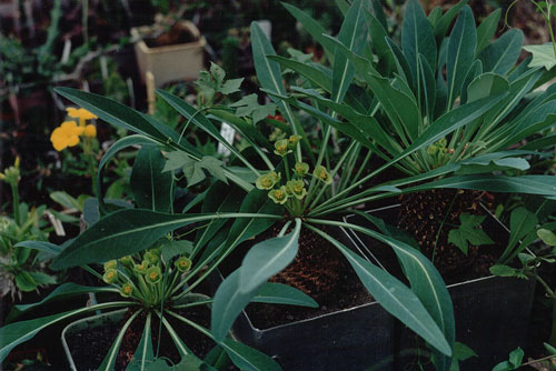 Euphorbia bupleurifolia (2760 відвідувань) Фото и растение Александра и Cергея Червинко (Винница) Euphorbia bupleurifolia