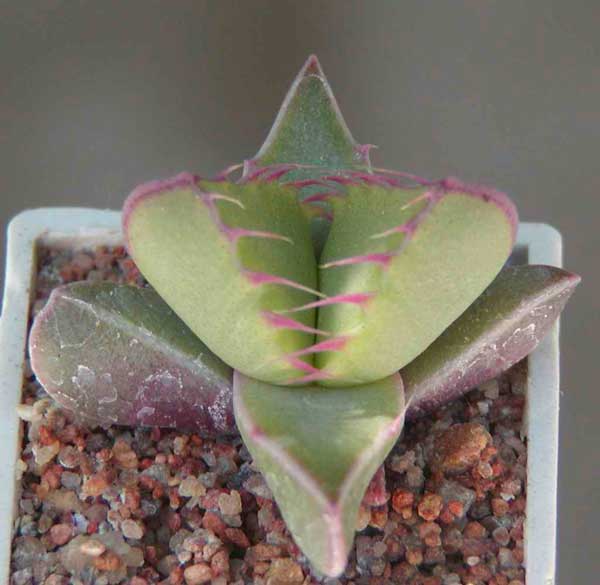 Faucaria tigrina Lynthon MG 1505.35 (2854 відвідувань) Фото и растение Натальи Эллис (Одесса)
Faucaria tigrina Lynthon MG 1505.35