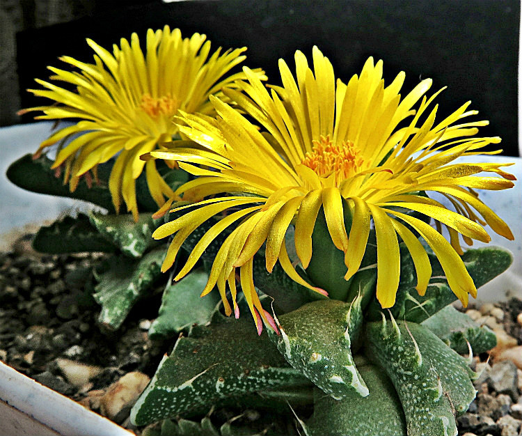 Faucaria tigrina 003 (1926 відвідувань) Faucaria tigrina 003