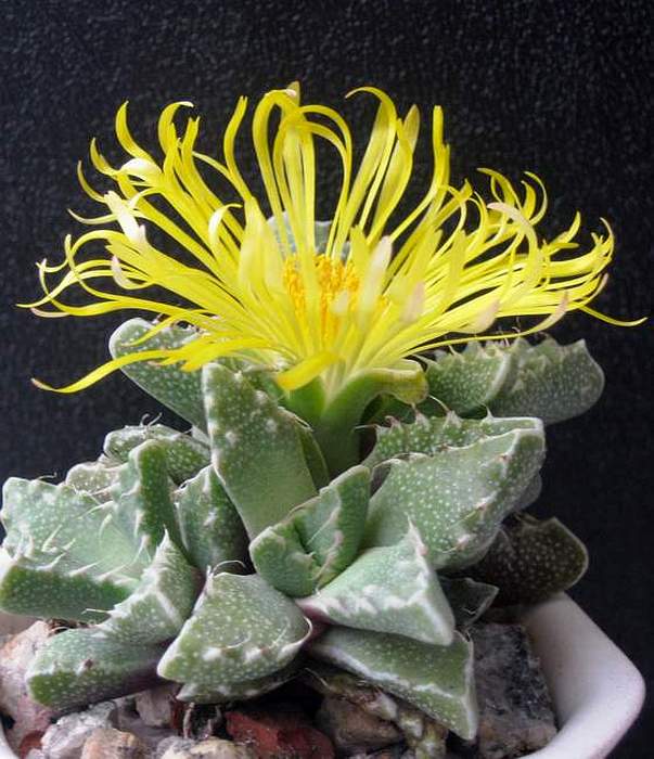 Faucaria tuberculosa1 B FG (1882 відвідувань) Faucaria tuberculosa1 B FG