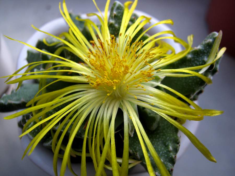 Faucaria tuberculosa B FG (1933 відвідувань) Faucaria tuberculosa B FG