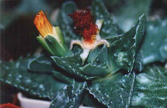 Faucaria tuberculosa (2687 відвідувань) Фото и растение Татьяны Кецко (Киев)
Faucaria tuberculosa