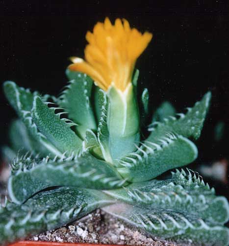 Faucaria tuberculosa (2693 відвідувань) Фото и растение Татьяны Кецко (Киев) Faucaria tuberculosa