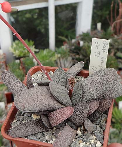 Gasteria__baylissiana.jpg