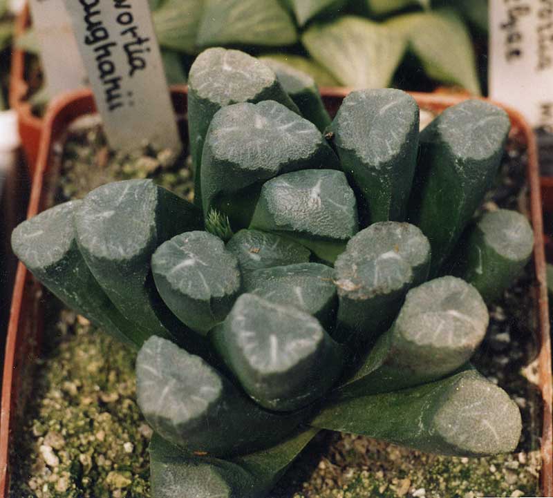 Haworthia maughanii (2569 відвідувань) Фото и растение Александра и Сергея Червинко (Винница)... Haworthia maughanii