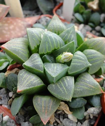 Haworthia__magnifica.jpg
