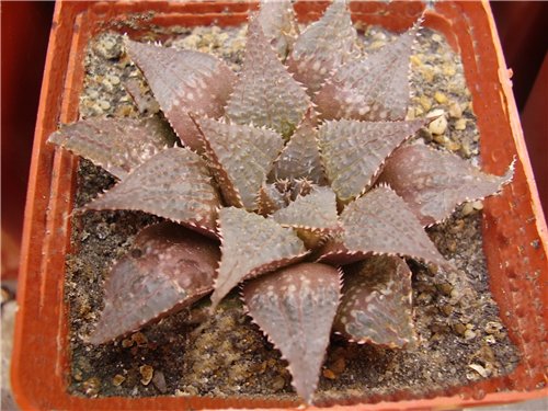 Haworthia_hybr1_Gorbachev_FG.jpg