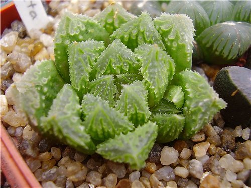 Haworthia_hybr2_Gorbachev_FG.jpg