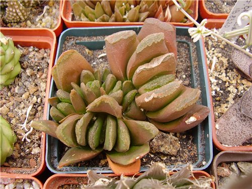 Haworthia hybr Gorbachev FG (1863 відвідувань) Haworthia hybr Gorbachev FG