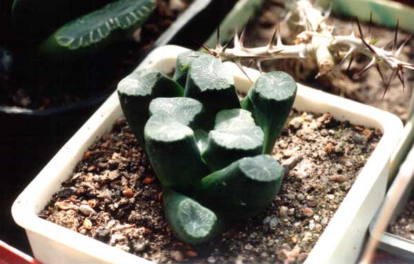 Haworthia_maughanii.jpg