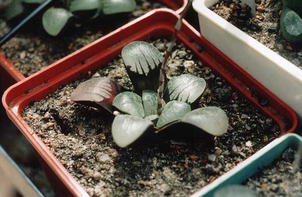 Haworthia_sprinbokea.jpg