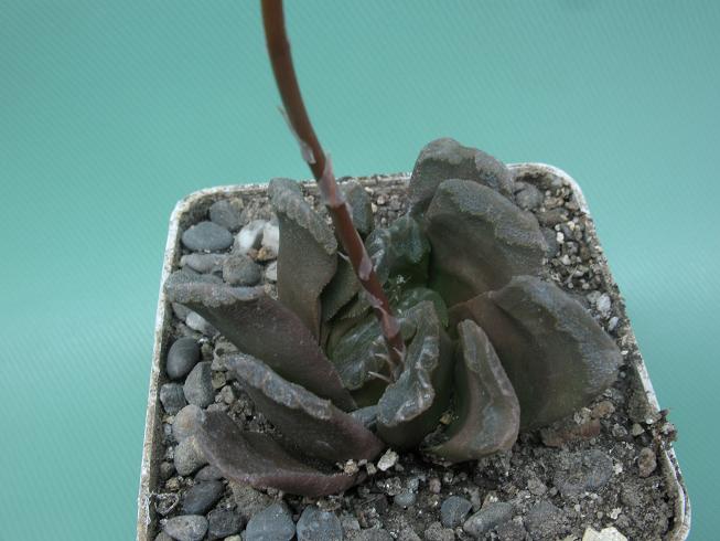Haworthia truncata x cooperi v obtusa Rigum FG (2121 відвідувань) Haworthia truncata x cooperi v obtusa Rigum FG