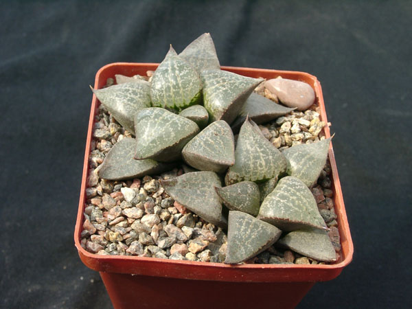 Hawortia_comptoniana.jpg