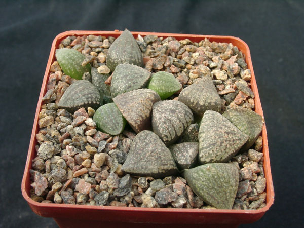 Hawortia_emelyae.jpg