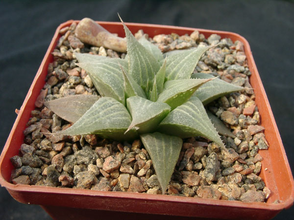 Hawortia_retuza_v_acuminata.jpg