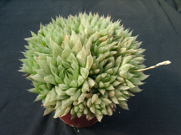 Hawortia_vitata.jpg